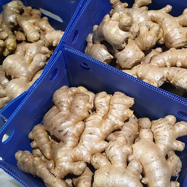 Freŝa Zingibra Merkato Akceptas Kvalitan Altgradigon