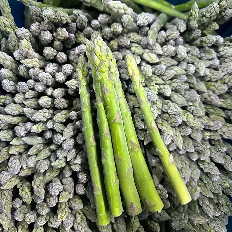 Elektita Frosta Verda Asparago por Konsekvenca Manĝservo kaj Ingredienca Provizo