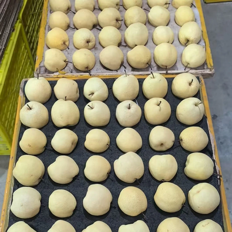 Freŝ-Pekitaj Gong-Piroj