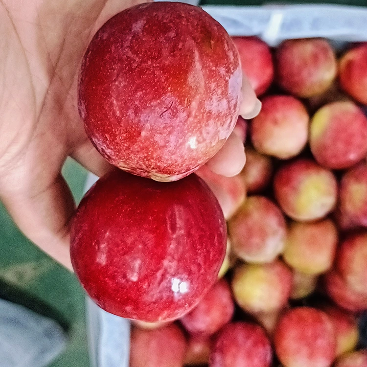 Freŝa Dolĉa Ruĝa Meiyi Pruno