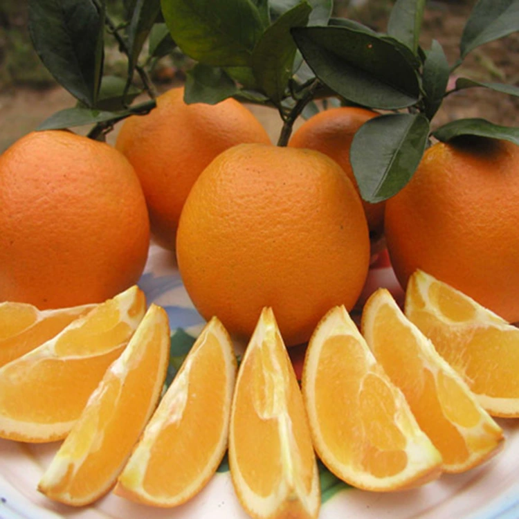 Superaj Freŝaj Sukaj Dolĉaj Navel-Oranĝoj