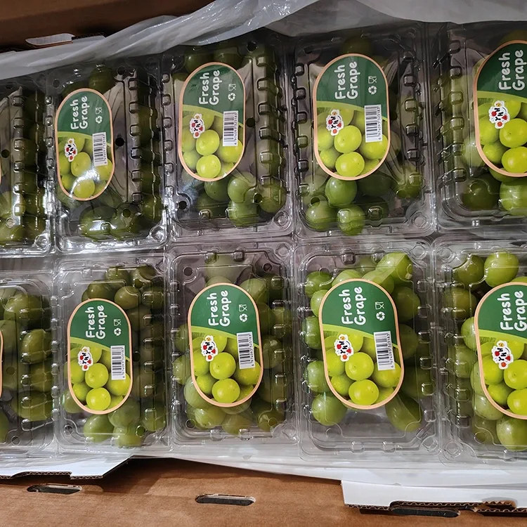 Elektitaj Freŝa Brilo Muscat Vinberoj